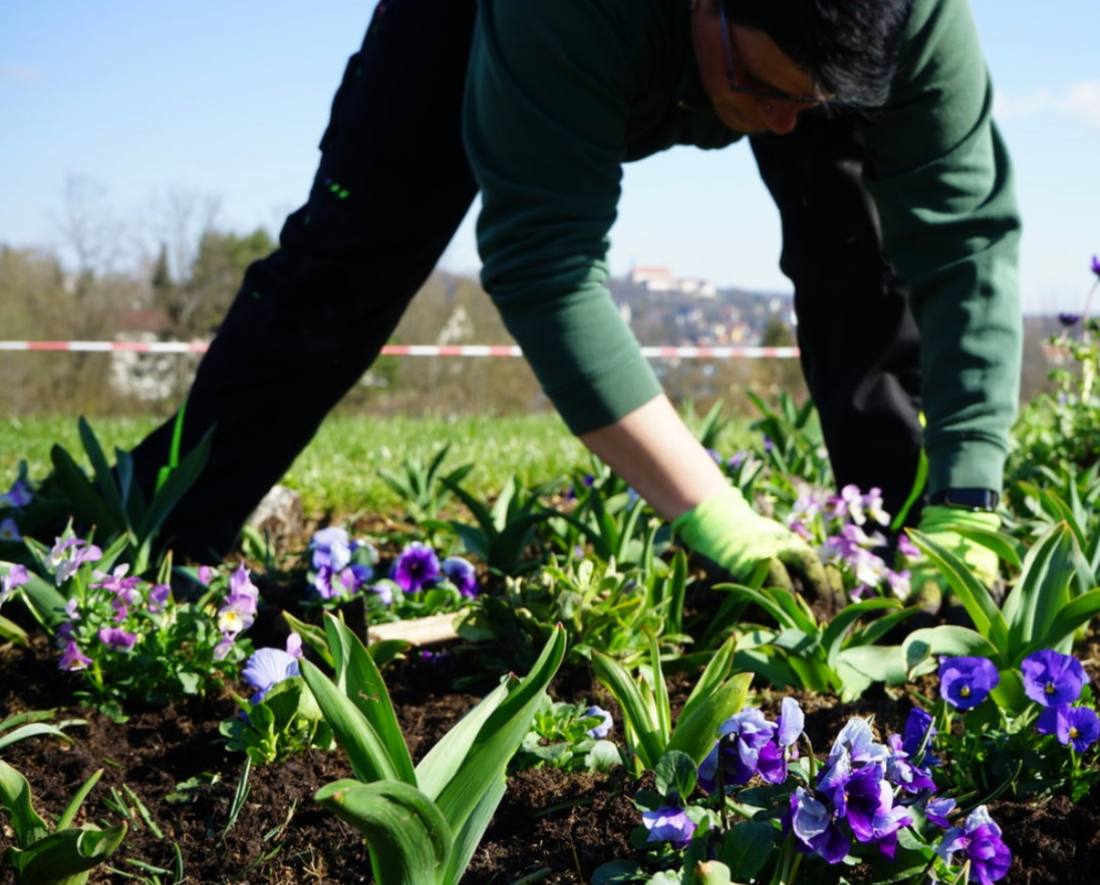 Pflanzung und Beete